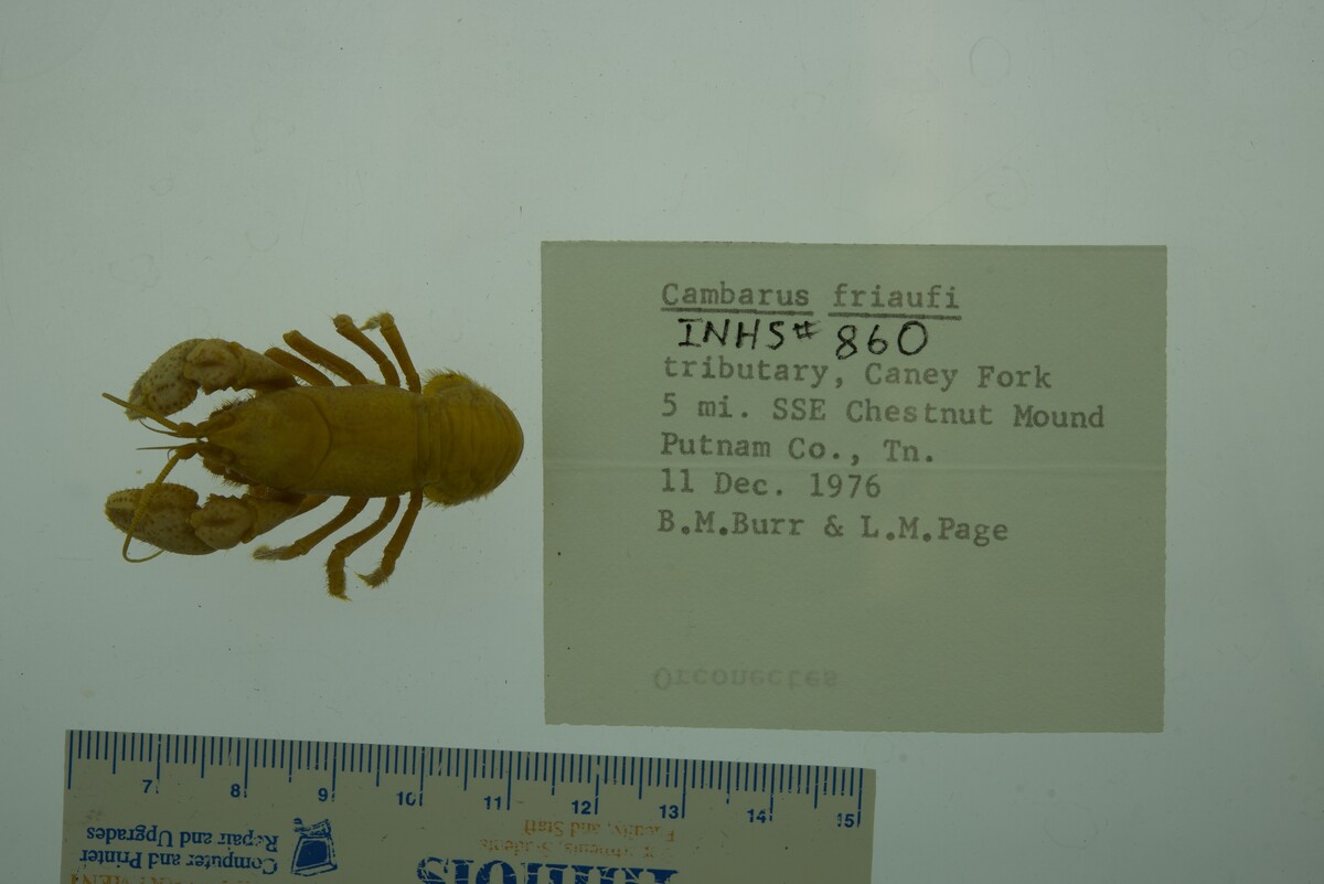 Cambarus friaufi image